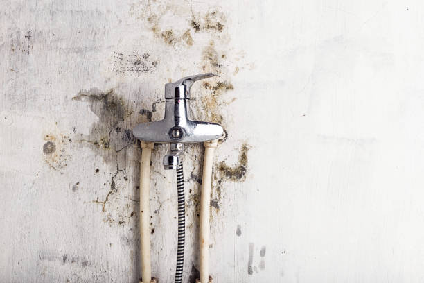 Best Office Mold Removal Services  in South El Monte, CA