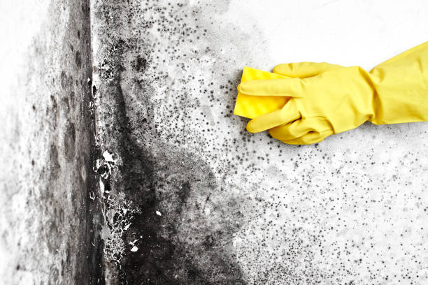 Best Residential Mold Removal  in South El Monte, CA