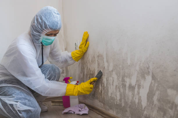  South El Monte, CA Mold Removal Pros