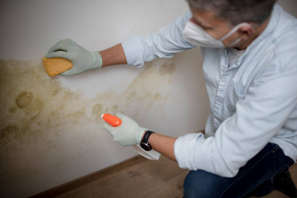 Best Professional Mold Removal  in South El Monte, CA