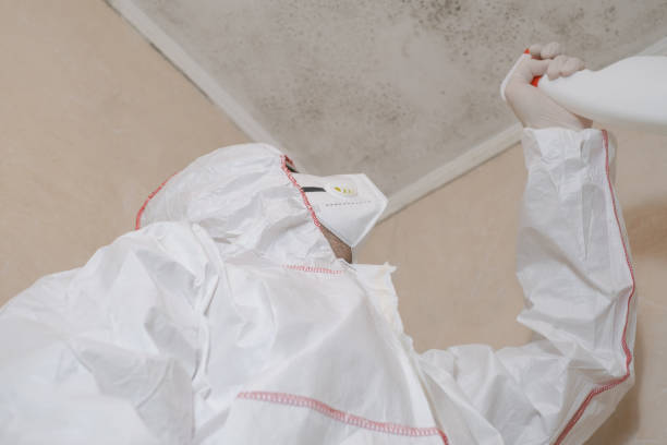 South El Monte, CA Mold Removal Company