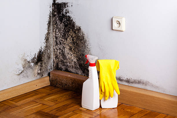 Best Local Mold Removal Service  in South El Monte, CA