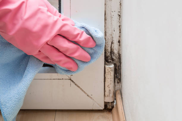 Best Black Mold Removal  in South El Monte, CA