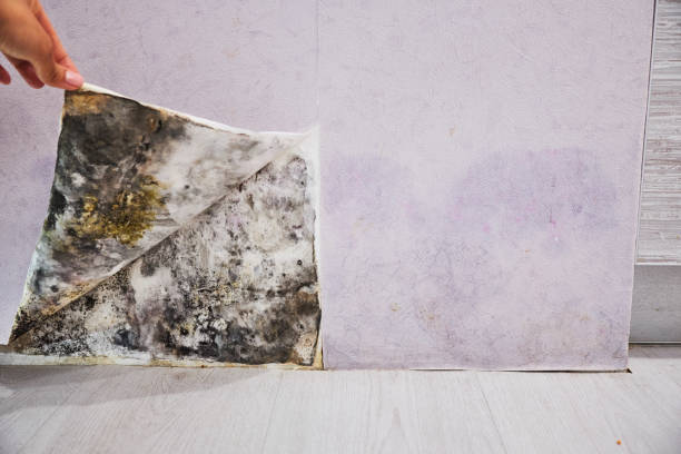 Best Same-Day Mold Removal  in South El Monte, CA